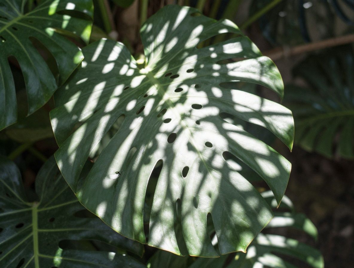 Composicion abstracta de luz solar difusa atravesando hojas de planta tropical creando patrones de luz y sombra sobre superficie blanca, metafora visual de conocimiento y claridad